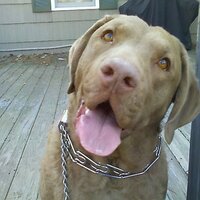 Dianne Ketler (@stovewithahouse) 's Twitter Profile Photo Dianne Ketler (@stovewithahouse) 's Twitter Profile Photo