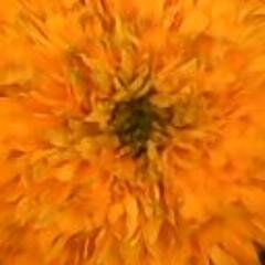 workone1's profile picture. I m web designer