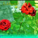 nancy gaspar - @nancygaspar3 - Twitter