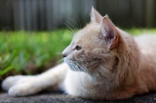Blonde tabby she-cat with icy blue eyes. No family. Darkclan warrior. Loyal and would do anything to keep my clan safe.
#warrior #Single