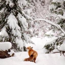 Best Pictures from #Norway #Sweden #Finland #Denmark #Iceland #Greenland #FaroeIslands