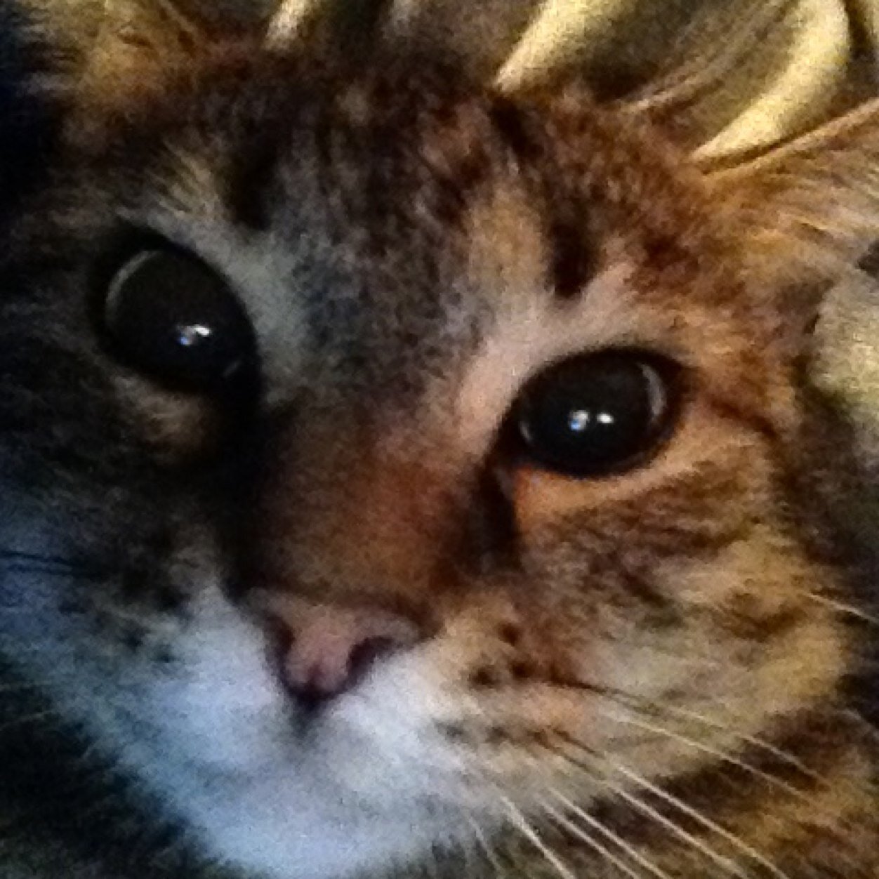 ThecatBurt's profile picture. Im a cat! I like to eat, take naps, go outside oh and did I mention eat