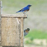 ChamplainValleyFarms (@rulfsorchards) 's Twitter Profile