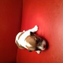 nigel key  - @nigelvkey - Twitter