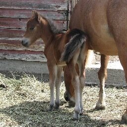 Biosecurity is about keeping your horse healthy