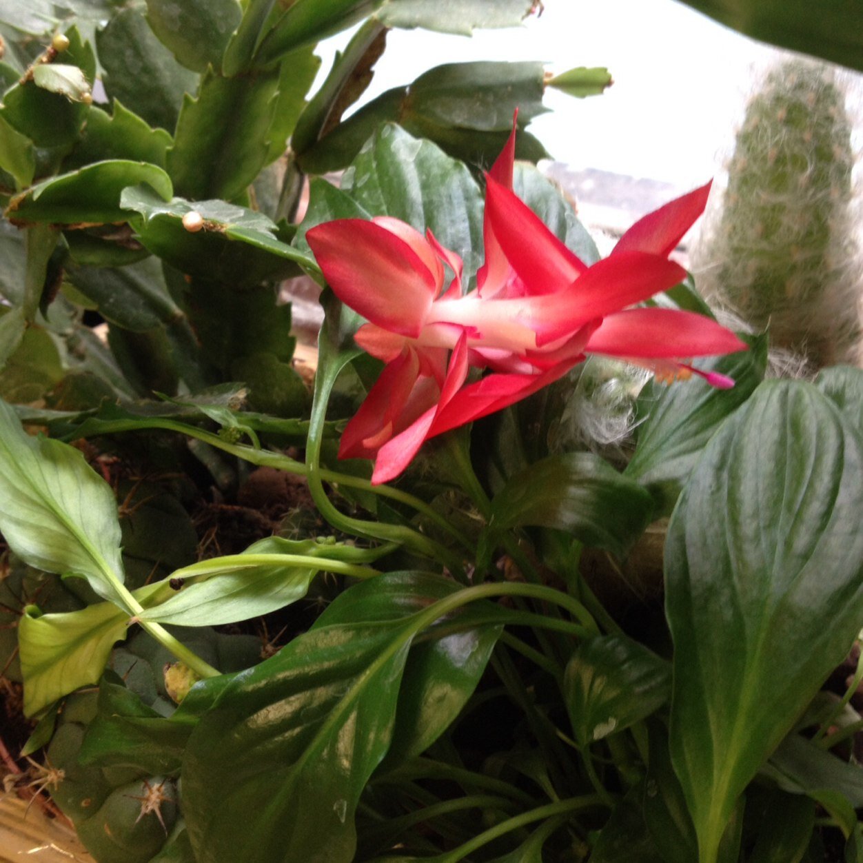 LauraAlfinito's profile picture. 