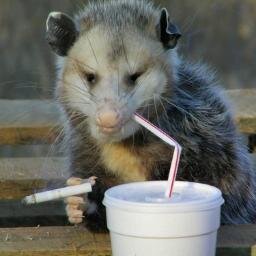 kevlarkungen Profile Picture