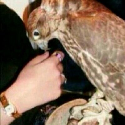 حلالي APIC 704386754 تويتر