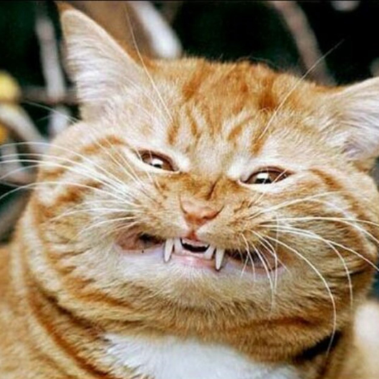 Gato de Ionny| Amo a Maia(?| CASANOVA