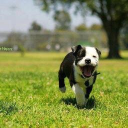 lludimaks1994's profile picture. kotekotekomchelvechpertitrond