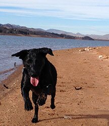 California Girl - NeuroNerd - Runner - Mutt Mom