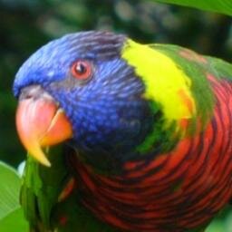 CorporateNature's profile picture. Exploring parallels b/n #nature & #business. Looking for #biomimetic #metaphors in biz models & #systems #evolution. Finding #fractals in a #biomimicry world.