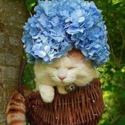 filogata's profile picture. Historiadora, Conservadora de Direita, Cristã Católica ( RCC-Renovação Carismática Católica)