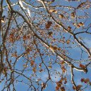 Nana Apple - @TommieSample - Twitter