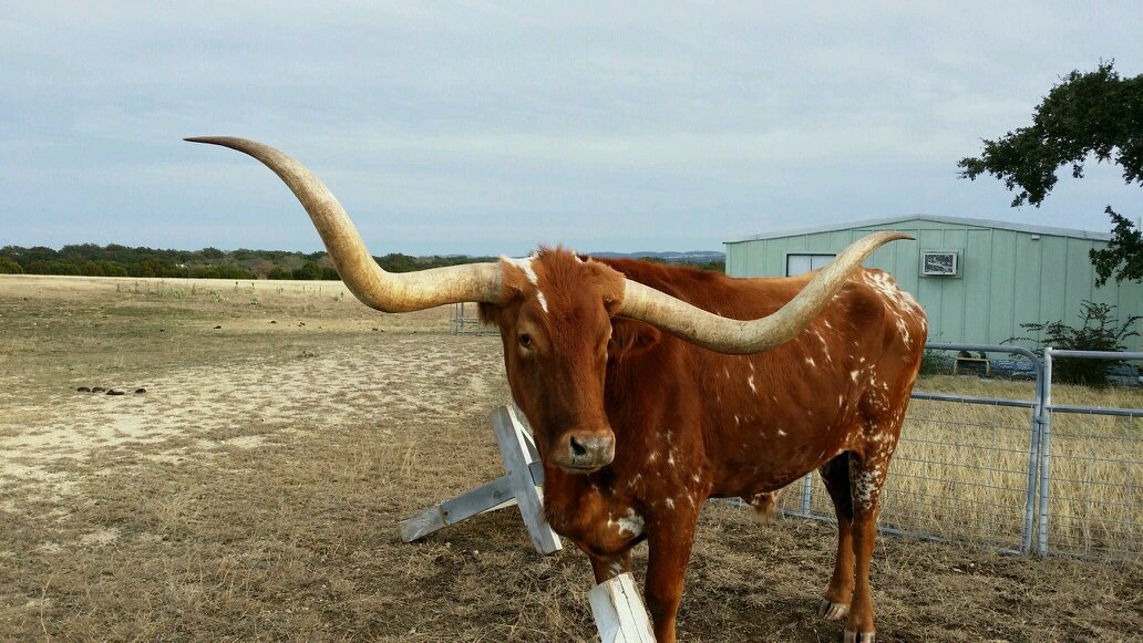 Austin Custom Home Builder