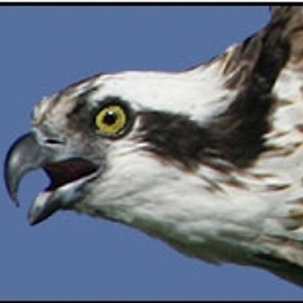 WagnerHysterics's profile picture. Information Updates Wagner College fails to reveal.