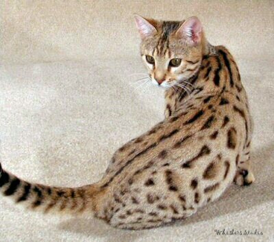 Unusually Spotted She-Cat Still leopardStar but i like leopardFur to  Leader of RIVER CLAN Kit: @HauntherPup