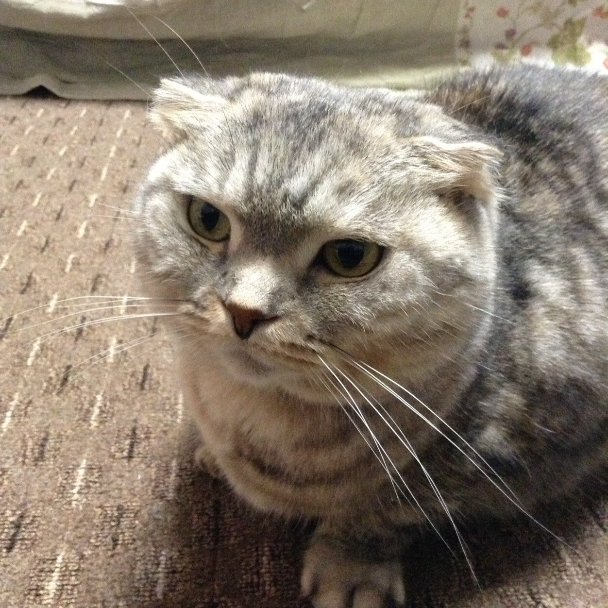 myu1203's profile picture. 