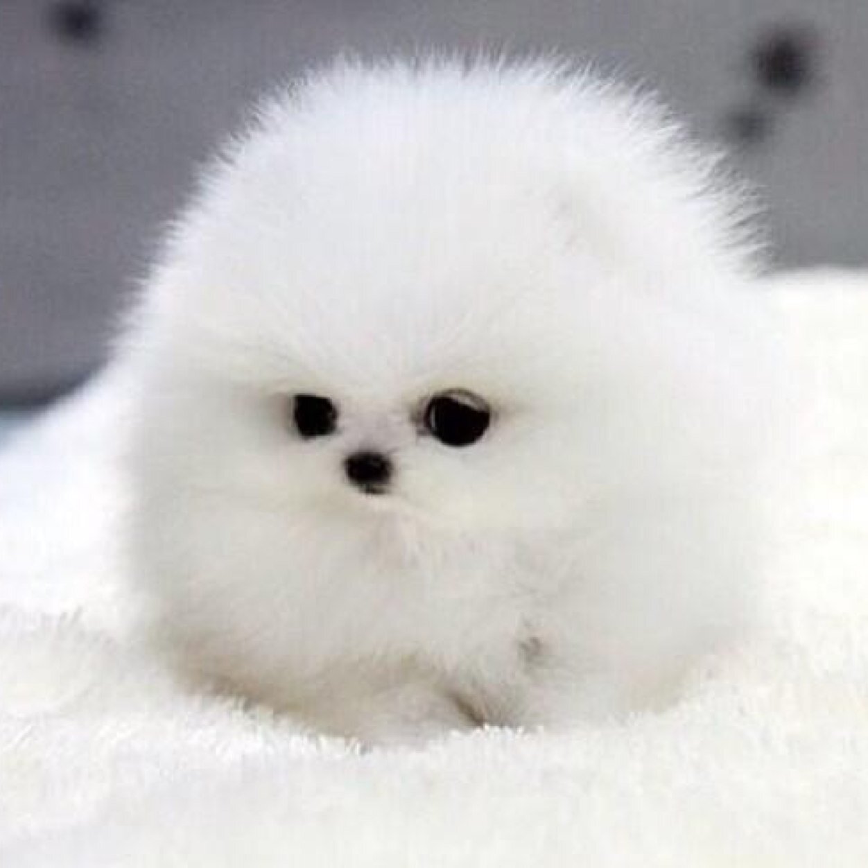 demondoglolz's profile picture. I will suck out your soul and fuck your mom. [RP] :) da owner w/ benefits is @disasterclogy