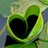 greenheartsinfo's avatar