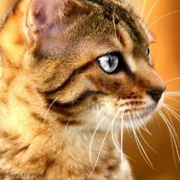 I am ShockingPaw, a she-cat. I am in #ThunderClan. My mentor is @Sugarfur_Of_BC. #NoMate (Theme: Lady Marmalade & Case of the Ex)