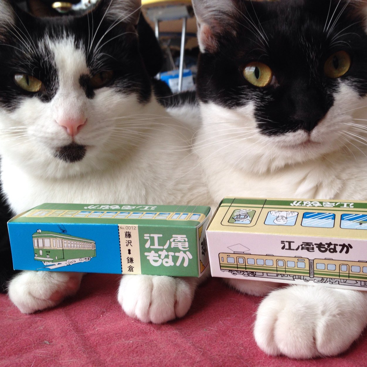 5Cats,XTC,Progressive Rock,
Animals,   Yokohama