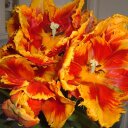 ada van dijk - @adalindhout - Twitter