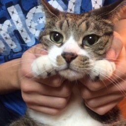 てっとうてつび、ねこ。