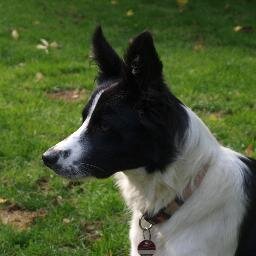 MalcolmBow1's profile picture. Border Collies Romanfiguren