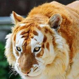 JerryKastari's profile picture. Hidup Ini Nggk SelamaNya Senang