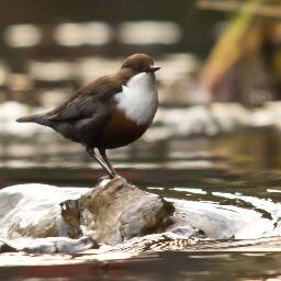 wildlife,landscape photographer from Carlisle see my website - http://t.co/7r8ttUUtOC