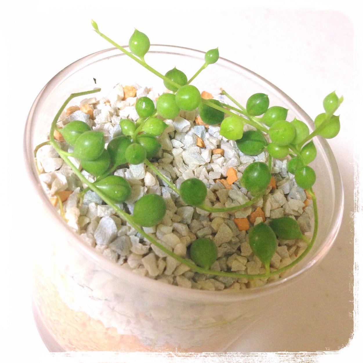 菜梨 多肉ハイドロカルチャー Croissant65 Twitter