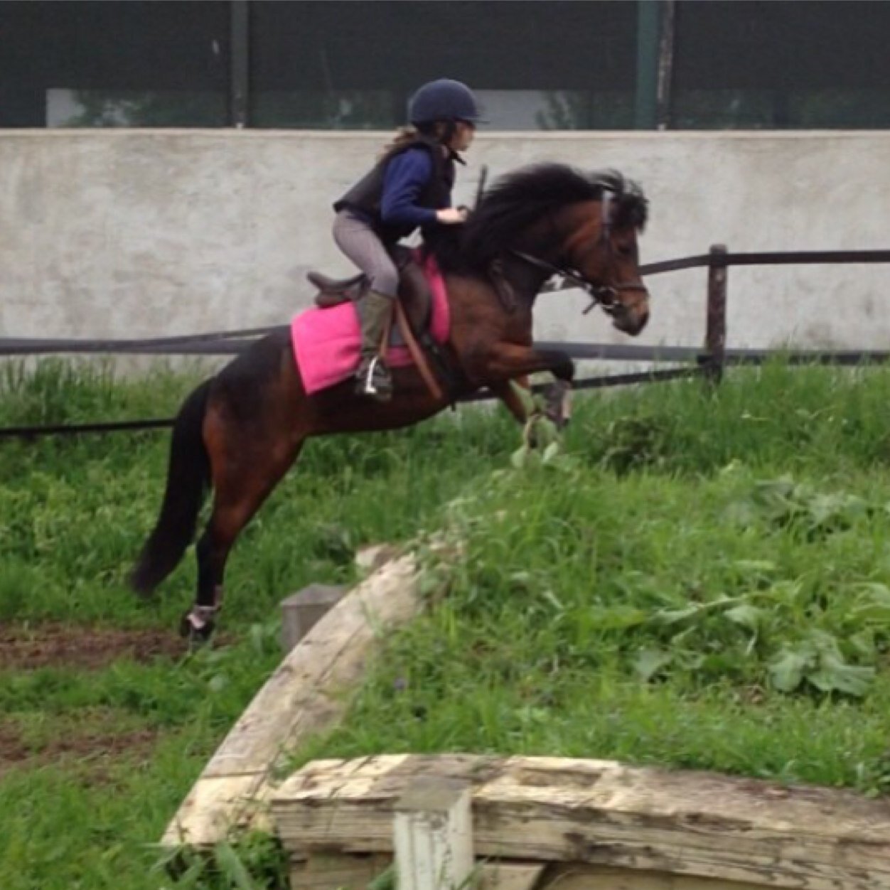 { H O R S E S } 
I Love Treacle
She is my best friend
My All
My proud
Never wanna lose her