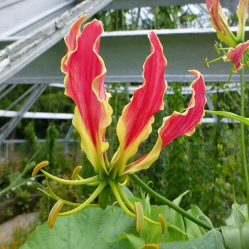 Plongez dans l’univers du végétal avec notre blog de jardinage consacré aux plantes et fleurs de jardin !