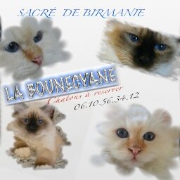 Elevage de Sacre de Birmanie et Sphynx. Reims, 45 minutes TGV et 1H15 de Paris. Nous sommes au centre ville à 5 minute de la gare.