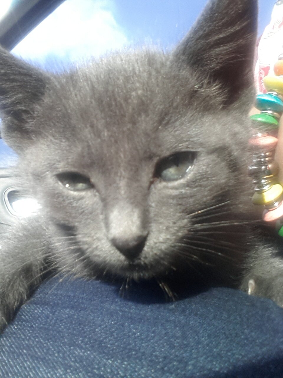 ANGELAGZV's profile picture. 