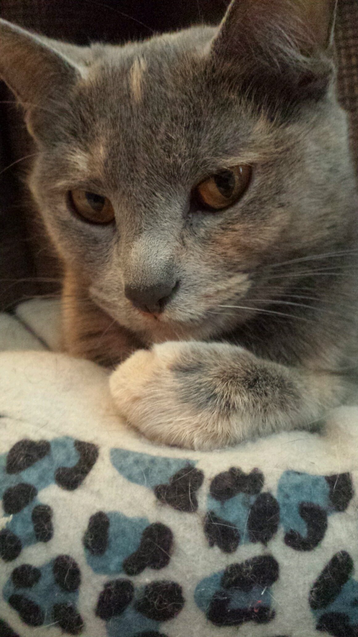 lacey240327's profile picture. 