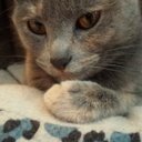 lacey mcdonnell - @lacey240327 - Twitter