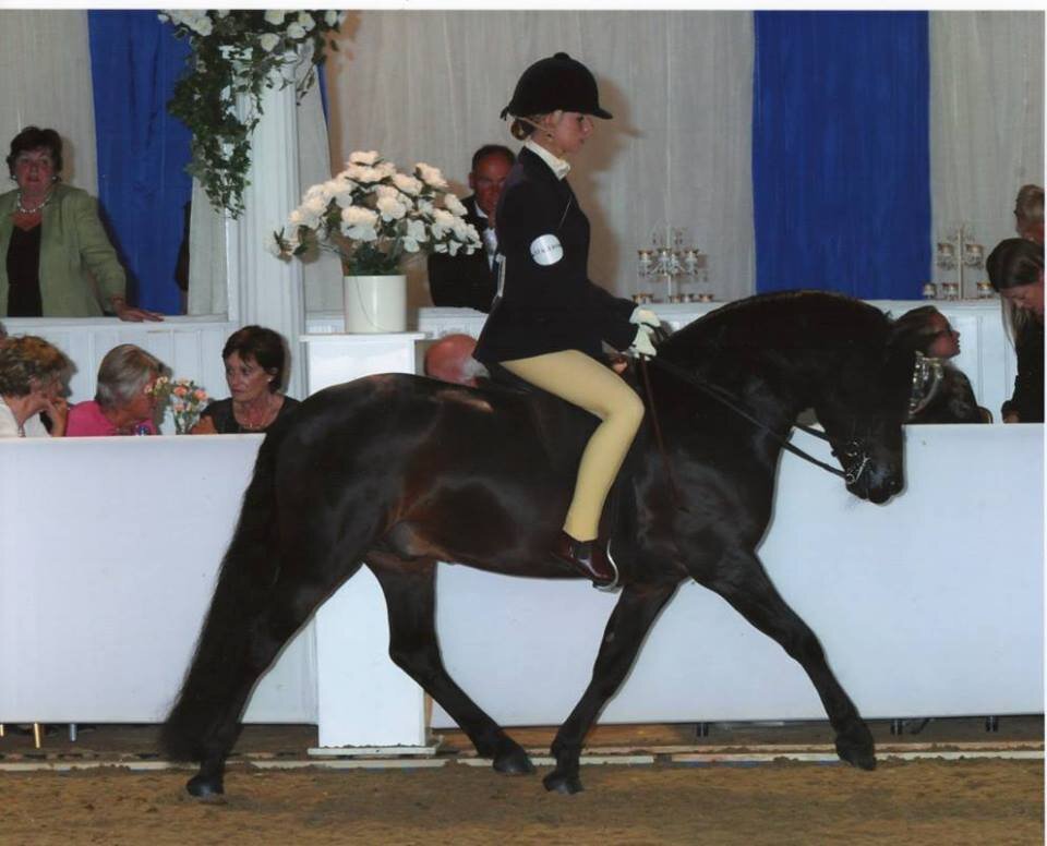 British Show Pony Society 13B Devon and Somerset area