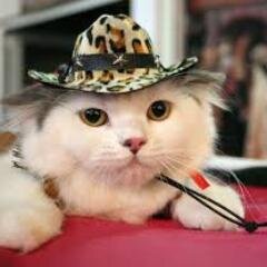 I am just a really cool girl who tweets random stuff dat is associated with ur daily life.