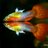 DiscoveryFish's profile image