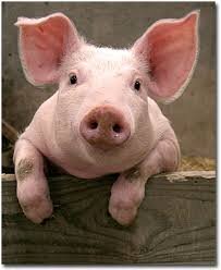 Bacon survivor since '08