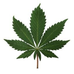 Images of and information about cannabis strains.