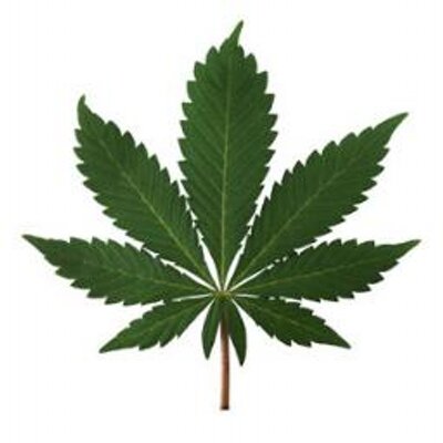 Cannabis Flicks On Twitter Blackberry Kush Is A Mix Of Afghani