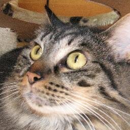 Hello I am a big fluffy friendly cat called Diego