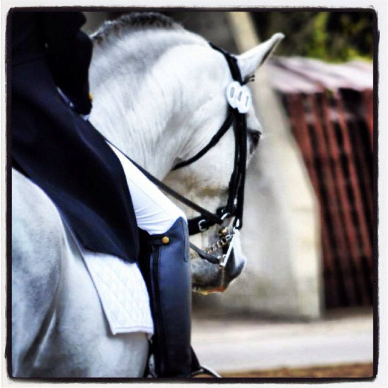 Promoting the Pure Spanish Horse in Canada. Instagram: @cayleesparry