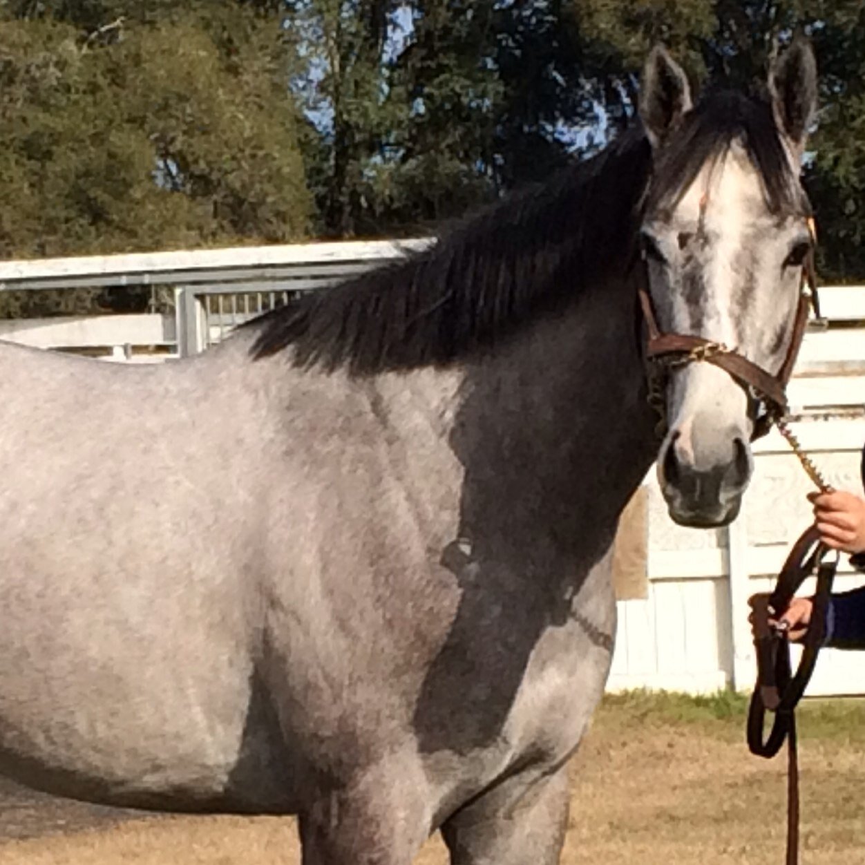 Smal Business Owner,Thoroughbreds, Seton Hall Hoops, bucs/jets fan, #girldad