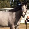 munibroker2323's profile picture. Smal Business Owner,Thoroughbreds, Seton Hall Hoops, bucs/jets fan, #girldad
