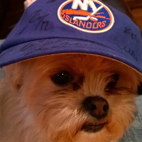 Matt_Musky's profile picture. Jets and Islanders fan. Quinnipiac class of 2020. If you don't like pizza, I don't like you