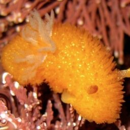 #FitzgeraldMarineReserve is one of the richest, most biodiverse intertidal environments on the #CACoast.